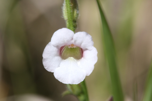 Centranthera hispida (Centranthera hispida)