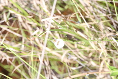 Centranthera cochinchinensis