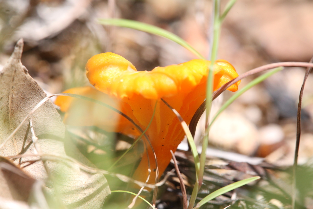 Australian chanterelle from Watsonville QLD 4887, Australia on March 10