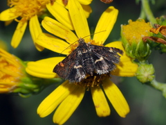 Pyrausta obfuscata