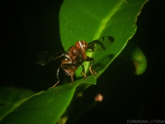 Loxoneuroides varipennis