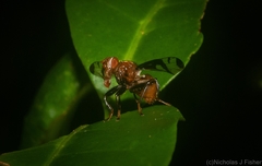 Loxoneuroides varipennis