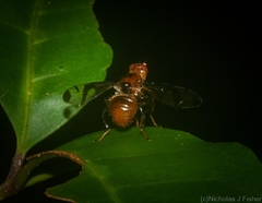 Loxoneuroides varipennis