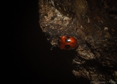 Stenotarsus bimaculipennis