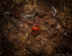 Stenotarsus bimaculipennis