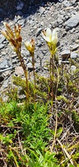 Gentianella vernicosa