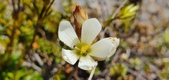 Gentianella vernicosa