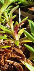 Gentianella vernicosa