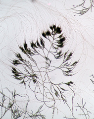 Chaetophora tuberculosa