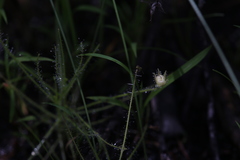 Byblis liniflora