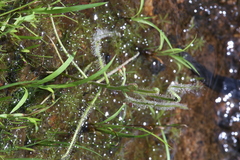 Drosera serpens