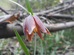Fritillaria montana