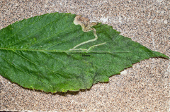 Agromyza sulfuriceps