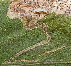 Agromyza sulfuriceps