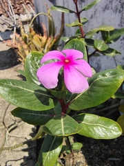 Catharanthus roseus
