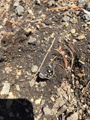 Litocala sexsignata