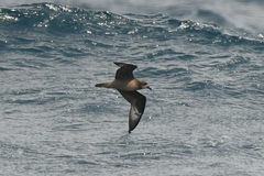 Pterodroma solandri