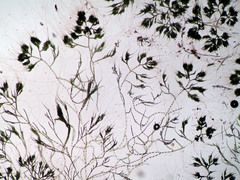 Chaetophora tuberculosa