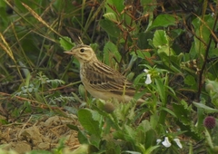 Anthus godlewskii