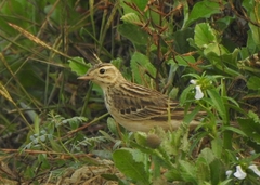 Anthus godlewskii