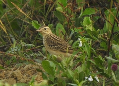 Anthus godlewskii