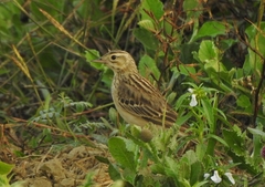Anthus godlewskii