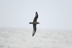 Pterodroma solandri