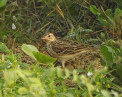 Anthus godlewskii