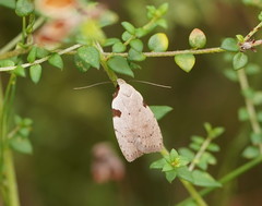 Zonopetala quadripustulella
