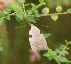 Zonopetala quadripustulella