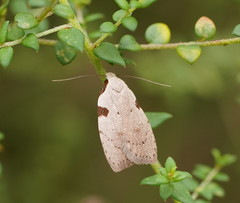 Zonopetala quadripustulella