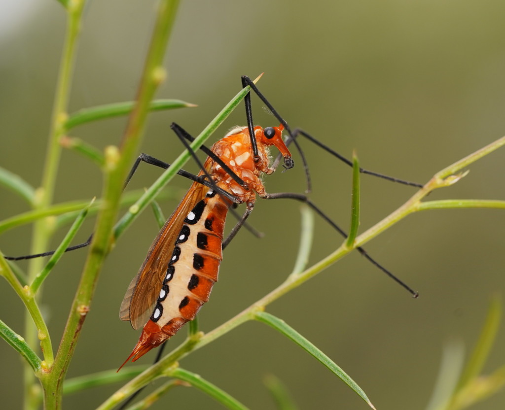 Alpine Crane Flies