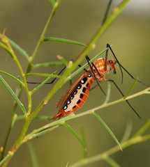 Clytocosmus edwardsi