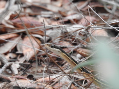 Thamnophis saurita saurita image