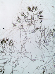 Chaetophora tuberculosa