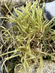 Brachythecium albicans