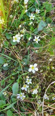 Gentianella grisebachii