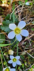 Gentianella grisebachii