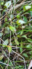 Gentianella grisebachii