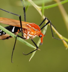 Clytocosmus edwardsi