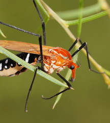 Clytocosmus edwardsi