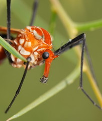 Clytocosmus edwardsi