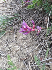 Astragalus monspessulanus