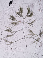 Chaetophora tuberculosa