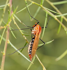 Clytocosmus edwardsi