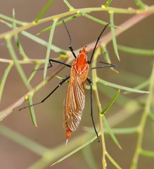 Clytocosmus edwardsi