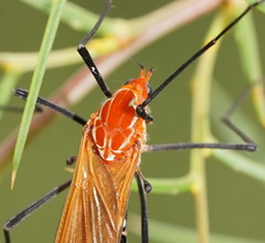 Clytocosmus edwardsi