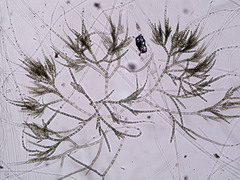 Chaetophora tuberculosa