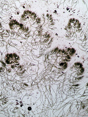 Chaetophora tuberculosa