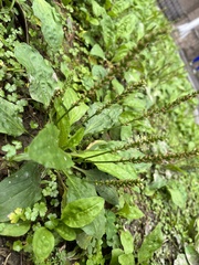 Plantago asiatica